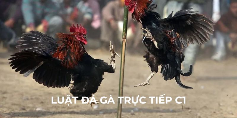 Luật đá gà trực tiếp c1 chi tiết nhất cho tân binh