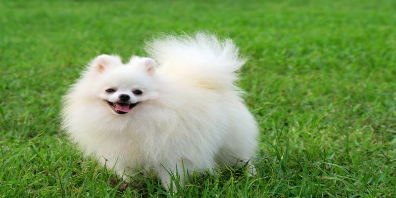 Mơ thấy chó đánh con gì để nhận thưởng lớn ngay?
