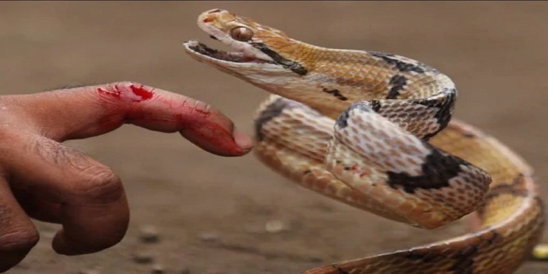 Mơ thấy rắn điềm gì khi bị cắn là hãy thích nghi với môi trường